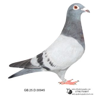 Louella Leo Heremans Blue Cock 25-945 Ref 7725