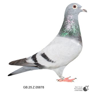 Louella Leo Hereman Blue Cock 25-878 Ref 7738