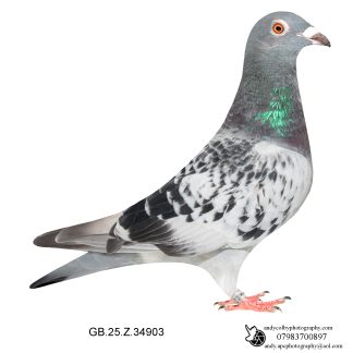 Louella Vandenabeele Cheq Cock 25-903 Ref 7709