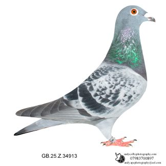 Louella Vandenabeele Cheq Cock 25-913 Ref 7708