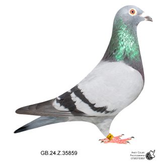 Louella Pieter Veenstra  Blue Cock 24-859 Ref 7731