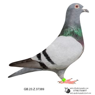 Louella Jan Hooyman Blue Cock 23-389 Ref 7711