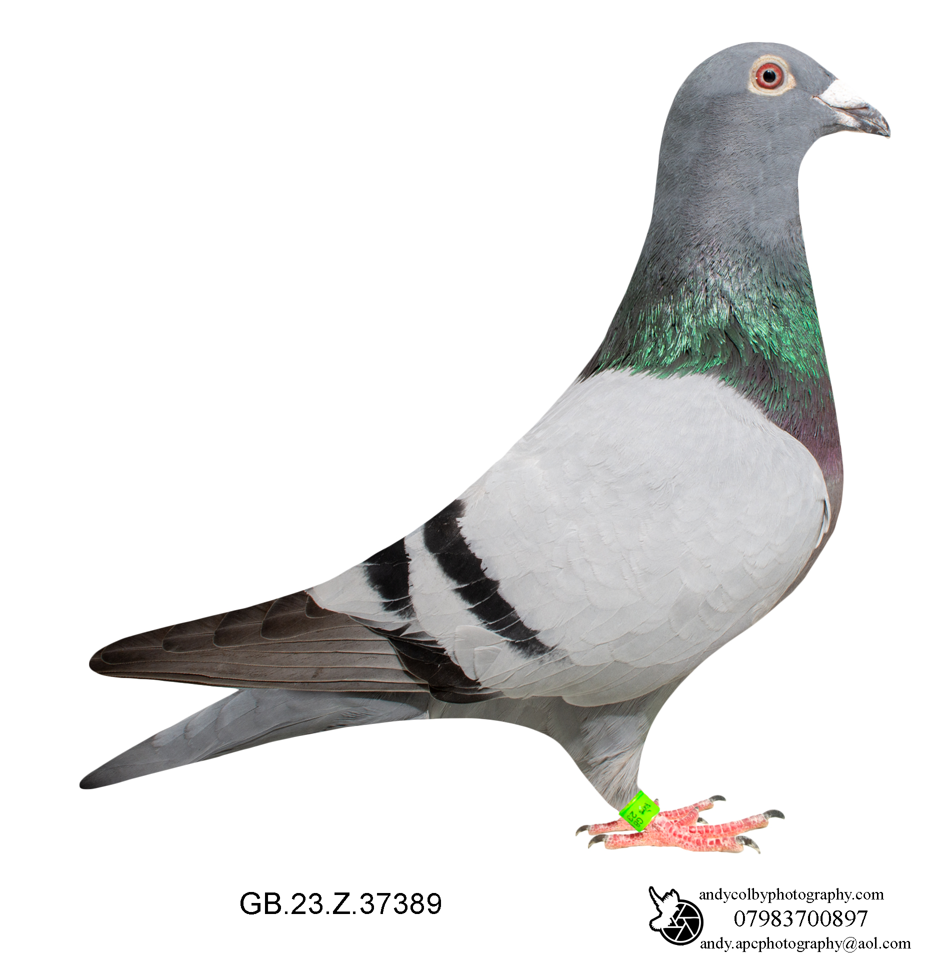 Louella Jan Hooyman Blue Cock 23-389 Ref 7711