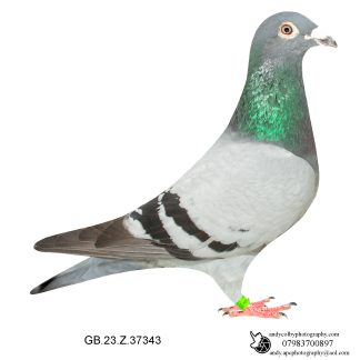 Louella Vandenabeele Blue Cock 23-343 Ref 8082
