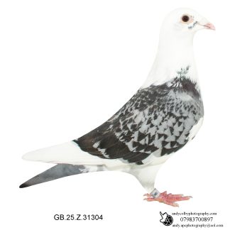 Louella Dirk V D Bulck Cheq Pied Hen 25-304 Ref 8205