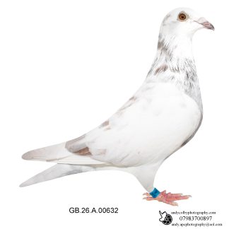 Louella Roland Janssen Red Grizzle Cock 26-632 Ref 8371