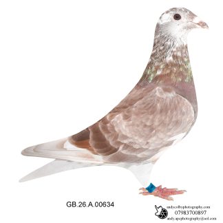 Louella Roland Janssen Red Slightly Pied Hen Hen 26-634 Ref 8369