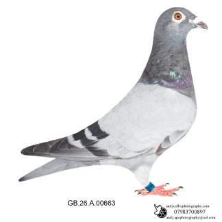 Louella Leo Pronk Blue Cock 26-663 Ref 8354