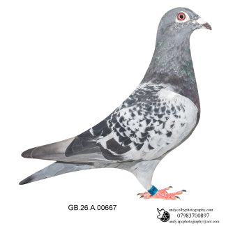 Louella Dirk van den Bulck X Gaby Vandenabeele Cheq Cock 26-324 Ref 8429