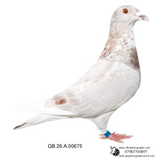 Louella Roland Janssen Strawberry Barless Mealy W/F Hen 26-675 Ref 8370