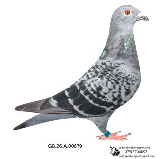 Louella Dirk van den Bulck X Jos Cools Cheq Cock 26-679 Ref 8384