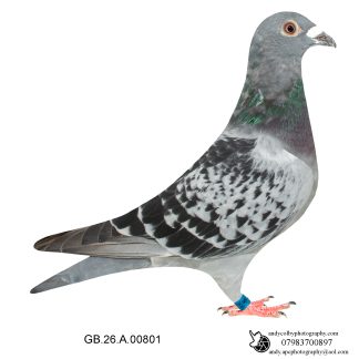 Louella Dirk V D Bulck Cheq Hen 26-801 Ref 8204