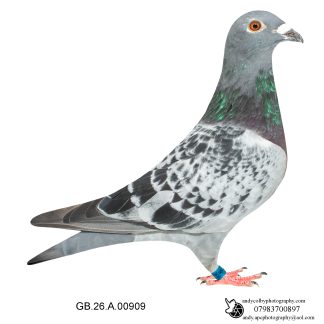 Louella Dirk V D Bulck Cheq Cock 26-909 Ref 8178