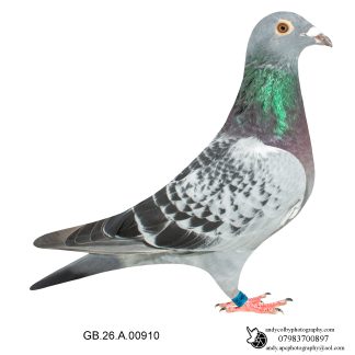 Louella Dirk V D Bulck Cheq Cock 26-910 Ref 8120