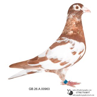 Louella Chocolates Chocolate Pied Cock 26-963 Ref 8381