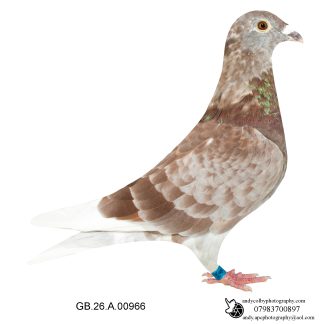 Louella Dirk V D Bulck Red W/F Cock 26-966 Ref 8119