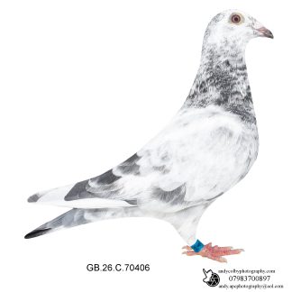 Louella Leideman Bros Grizzle Cock 26-406 Ref 8286
