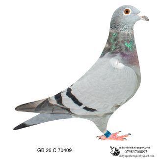Louella Vandenabeele / Jan Hooyman Blue Hen 26-409 Ref 8157