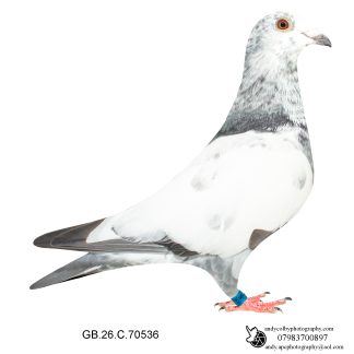 Louella Leideman Bros Grizzle Cock 26-536 Ref 8285