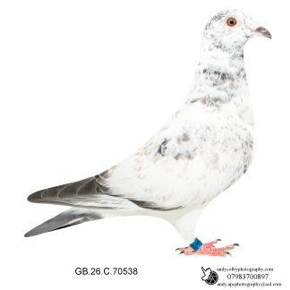 Louella Leideman Bros Grizzle Hen 26-538 Ref 8201