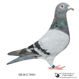 Louella Dirk V D Bulck Blue Cock 26-541 Ref 8202