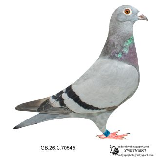 Louella Vandenabeele Blue Hen 26-545 Ref 8161