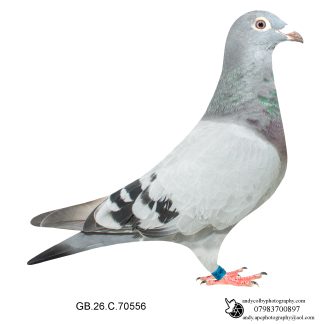 Louella Dirk V D Bulck X Birdy Blue Hen 26-556 Ref 8208