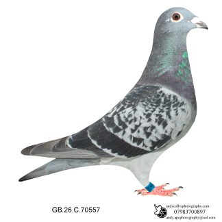 Louella Dirk V D Bulck X Birdy Cheq Cock 26-557 Ref 8209