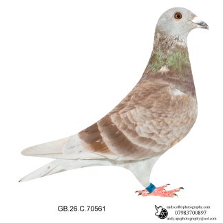 Louella Faroe British Distance Red Cheq Cock 26-561 Ref 8196