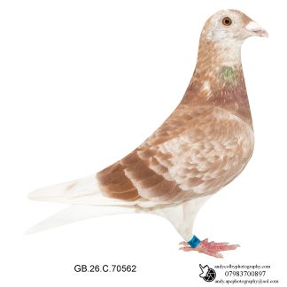 Louella Faroe British Distance Red Cheq Hen 26-562 Ref 8195