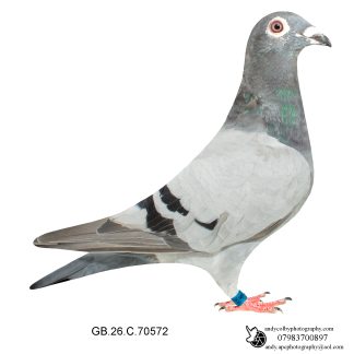 Louella Vandenabeele Blue Hen 26-572 Ref 8224