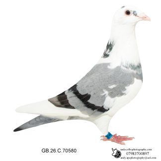 Louella Dirk V D Bulck Blue Pied Hen 26-580 Ref 8176