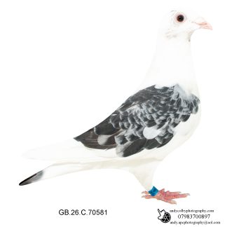 Louella Performance Busschaert Ched Pied Hen 26-581 Ref 8188