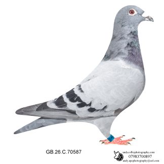Louella Dirk V D Bulck Blue Cock 26-587 Ref 8251