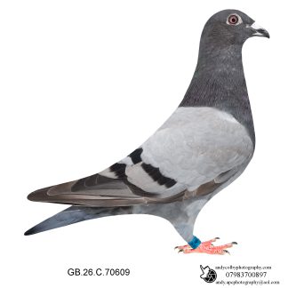 Louella Jacob Poortvliet Blue Hen 26-609 Ref 8239