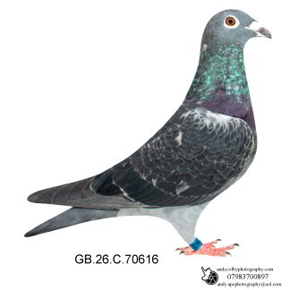 Louella Jan Aarden Dark Cheq Hen 26-616 Ref 8566