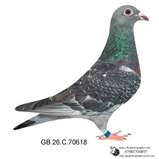 Louella Jan Aarden Dark Cheq Hen 26-618 Ref 8588