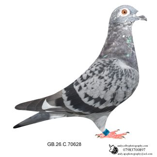 Louella Nico Volkens Cheq W/F Hen 26-628 Ref 8400