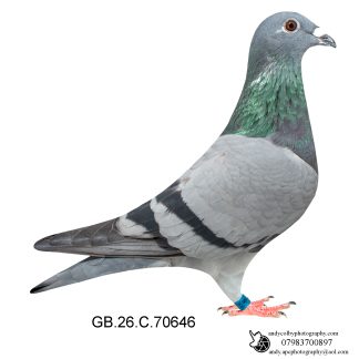 Louella Leideman Bros Blue Hen 26-646 Ref 8598