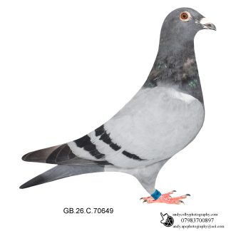 Louella Leideman Bros Blue Cock 26-649 Ref 8488