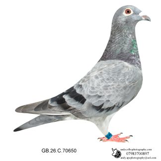 Louella Leideman Bros Grizzle Cock 26-650 Ref 8185