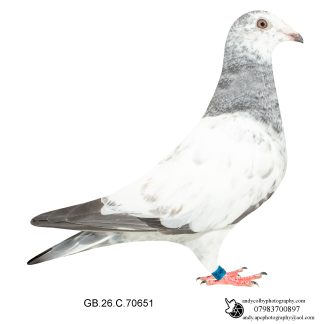 Louella Leideman Bros Grizzle Hen 26-651 Ref 8184