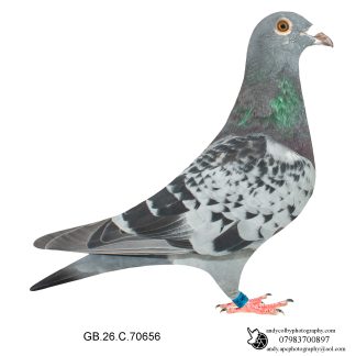 Louella Vandenabeele / Jan Hooyman Cheq Cock 26-656 Ref 8234