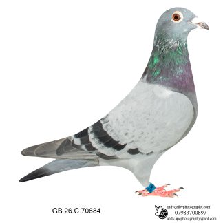 Louella Vandenabeele / Jan Hooyman Blue Cock 26-684 Ref 8160