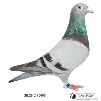 Louella Vandenabeele / Jan Hooyman Blue Cock 26-685 Ref 8233
