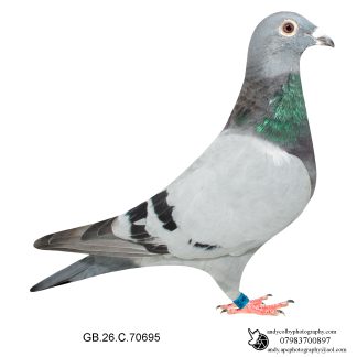 Louella Dirk V D Bulck Blue Cock 26-695 Ref 8177
