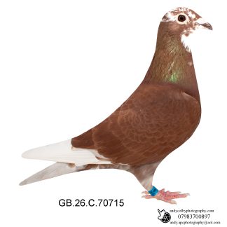 Louella Jan Aarden Red Pied Hen 26-715 Ref 8567