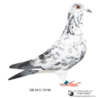 Louella Roland Janssen Grizzle Cock 26-749 Ref 8368