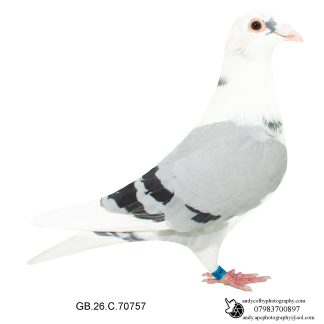 Louella Dirk V D Bulck X Birdy Blue Pied Cock 26-757 Ref 8206