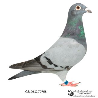 Louella Dirk V D Bulck X Birdy Blue Cock 26-758 Ref 8207
